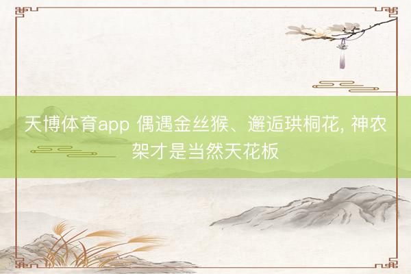 天博体育app 偶遇金丝猴、邂逅珙桐花, 神农架才是当然天花板